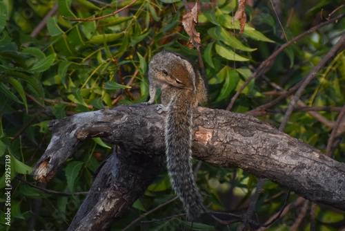 bird in a tree