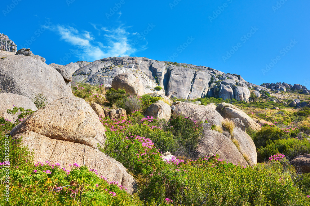 Copy space on a rocky mountain with colorful pink flowers and green plants growing against a blue sky background. Rugged and remote landscape with boulders on a cliff to explore during a scenic hike