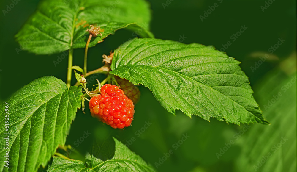 Closeup of a raspberry tree growing in a garden in summer. Beautiful fruit plant blooming against a lush green background. Natural produce sprouting and ripening in an organic field during spring Closeup of a raspberry tree growing in a garden in summer. Beautiful fruit plant blooming against a lush green background. Natural produce sprouting and ripening in an organic field during spring