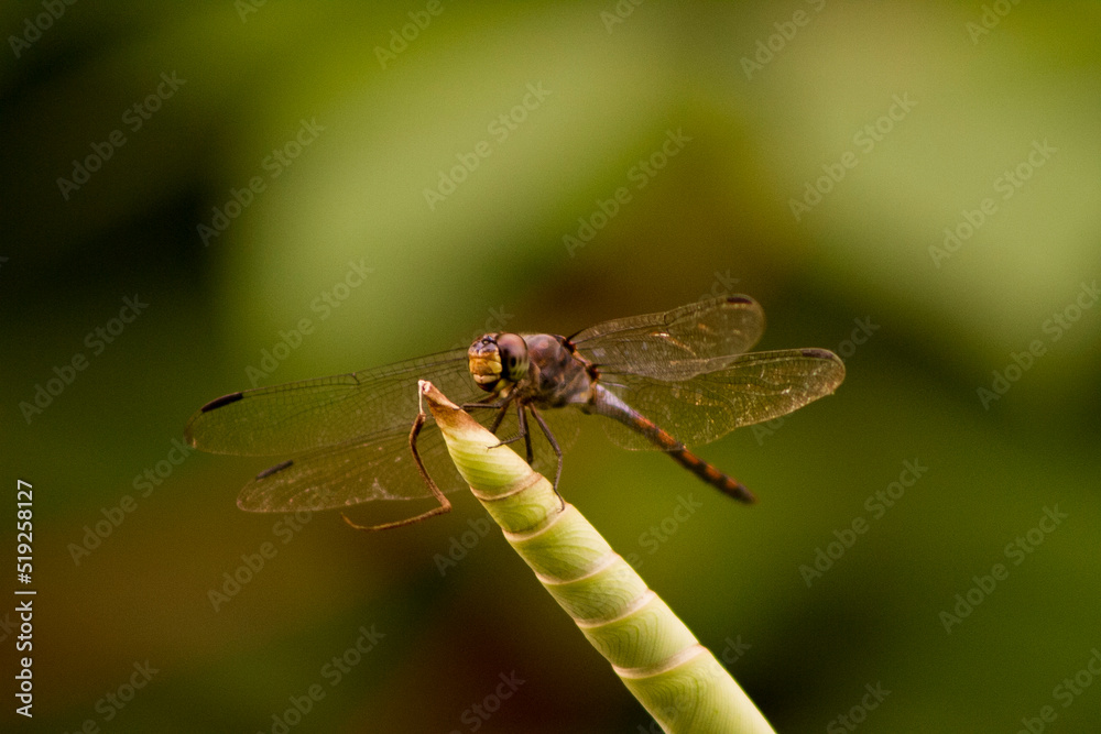 Dragonflies or sibar-sibar and Dragonfly Needles are a group of insects belonging to the Odonata nation. These two types of insects are rarely far from the water, where they lay their eggs and spend t Dragonflies or sibar-sibar and Dragonfly Needles are a group of insects belonging to the Odonata nation. These two types of insects are rarely far from the water, where they lay their eggs and spend t