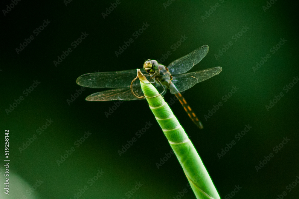 Dragonflies or sibar-sibar and Dragonfly Needles are a group of insects ...