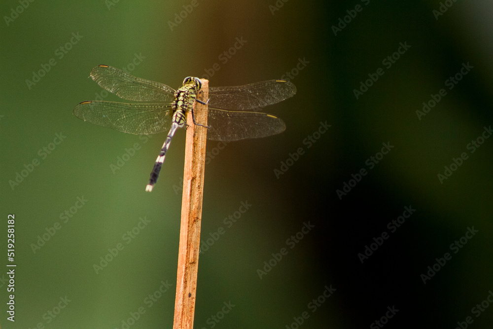Dragonflies or sibar-sibar and Dragonfly Needles are a group of insects belonging to the Odonata nation. These two types of insects are rarely far from the water, where they lay their eggs and spend t Dragonflies or sibar-sibar and Dragonfly Needles are a group of insects belonging to the Odonata nation. These two types of insects are rarely far from the water, where they lay their eggs and spend t