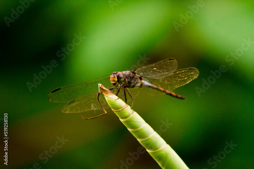 Dragonflies or sibar-sibar and Dragonfly Needles are a group of insects belonging to the Odonata nation. These two types of insects are rarely far from the water, where they lay their eggs and spend t