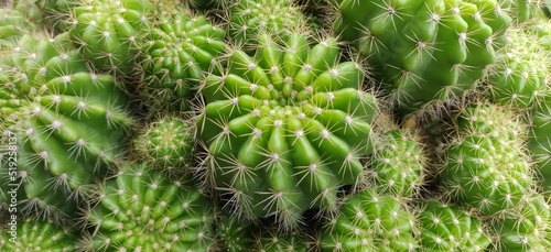 green cactus with daylight and blur background