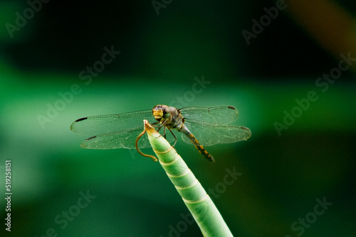 Dragonflies or sibar-sibar and Dragonfly Needles are a group of insects belonging to the Odonata nation. These two types of insects are rarely far from the water, where they lay their eggs and spend t © Dyto