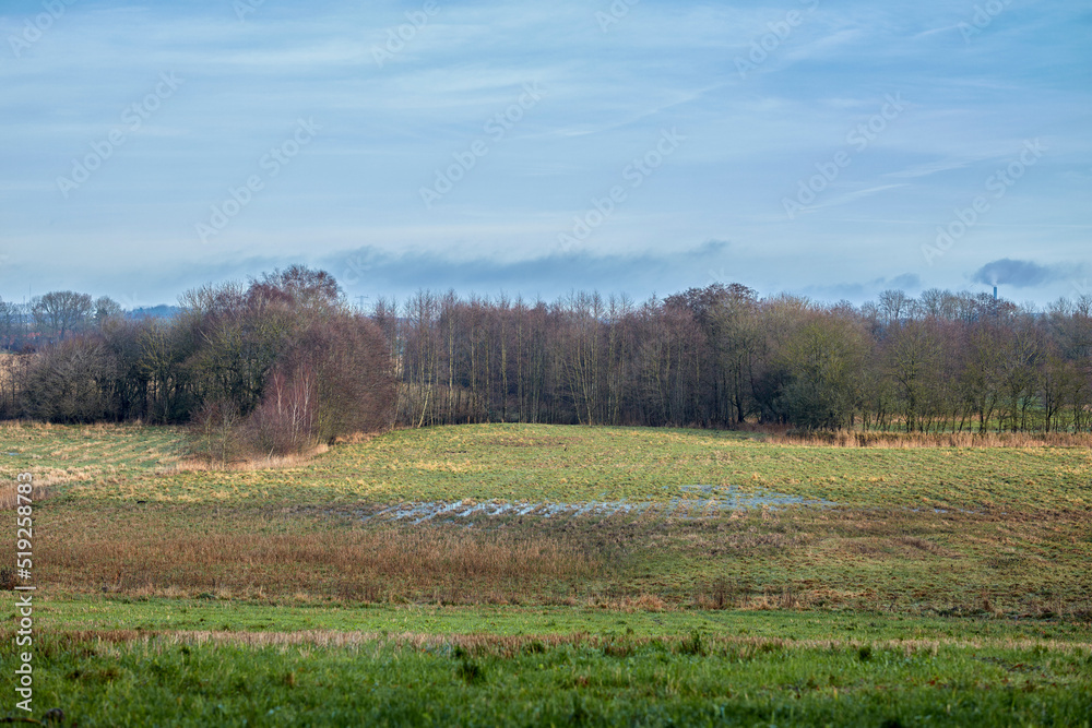 Open field with forest in the background during late winter in Denmark and a cloudy sky with copy space. Landscape view of a lush green farmland or agricultural land with barren trees Open field with forest in the background during late winter in Denmark and a cloudy sky with copy space. Landscape view of a lush green farmland or agricultural land with barren trees