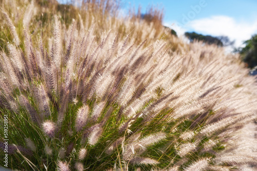 Closeup of crimson fountain grass in a field on a sunny morning. Lush green buffelgrass and flora growing in harmony on a peaceful, quiet day. Tranquil beauty in nature in a calm and secluded park