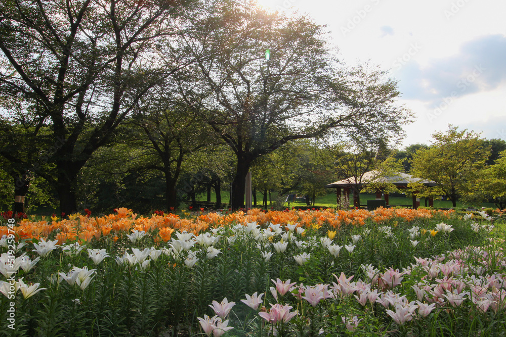 Obraz premium ユリの花畑が広がる公園