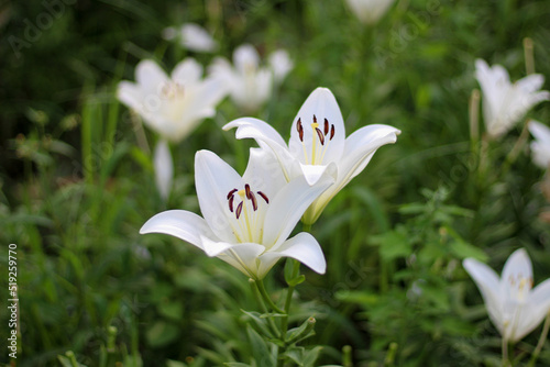 白のユリの花
