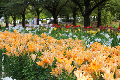 ユリの花が咲く庭