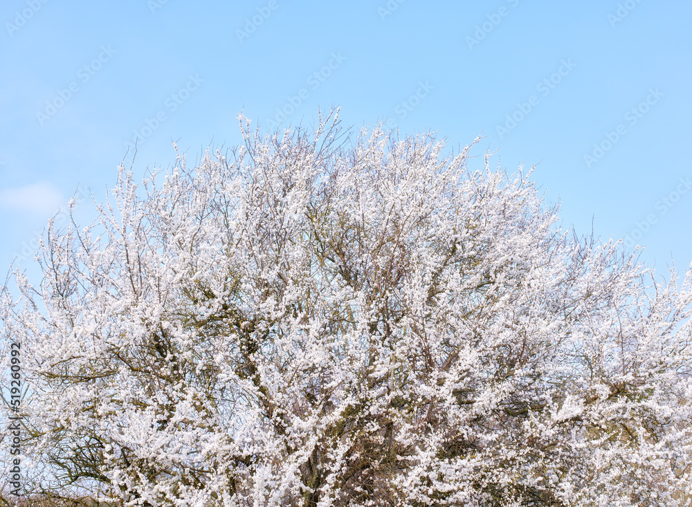 Beautiful tree with white blossoms growing on a cherry or apple tree outside in a fruit orchard. Delicate fresh spring blooms isolated against a blue sky for nature copy space background Beautiful tree with white blossoms growing on a cherry or apple tree outside in a fruit orchard. Delicate fresh spring blooms isolated against a blue sky for nature copy space background