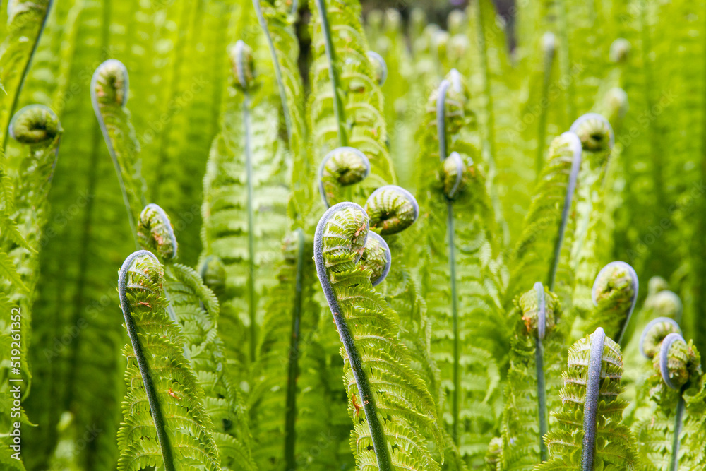 A garden of lush Ostrich fern ; Growing edible Matteuccia struthiopteris fiddleheads A garden of lush Ostrich fern ; Growing edible Matteuccia struthiopteris fiddleheads