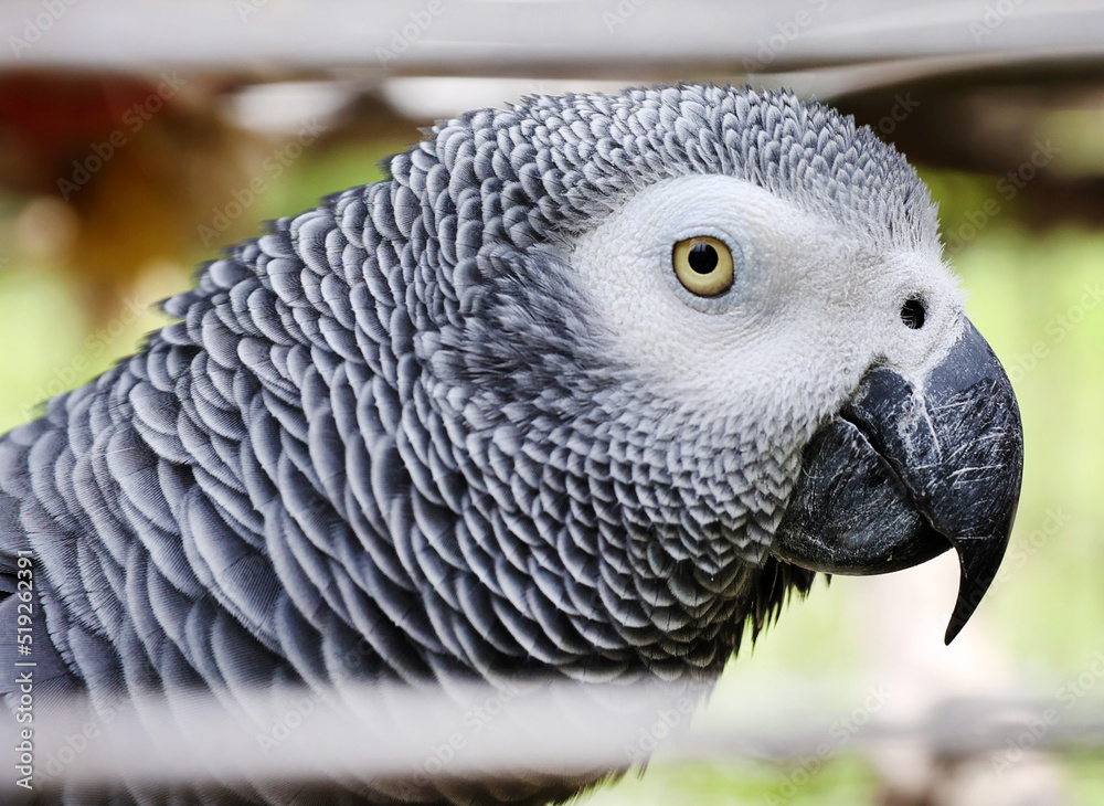 Obraz premium grey parrot