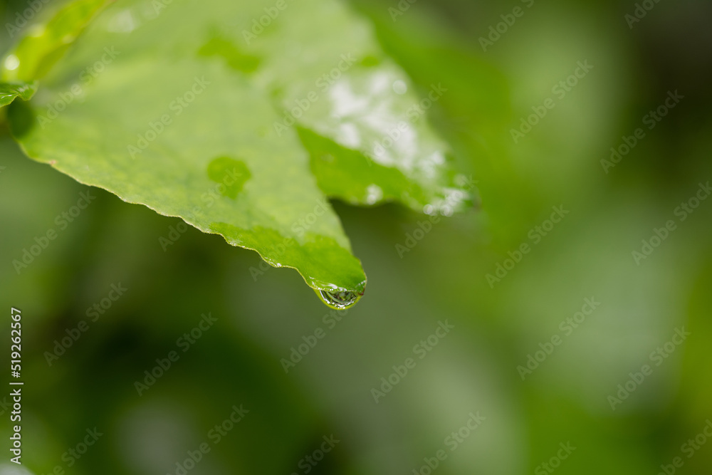 Closeup of dew drops on a green leaf
Closeup of dew drops on a green leaf