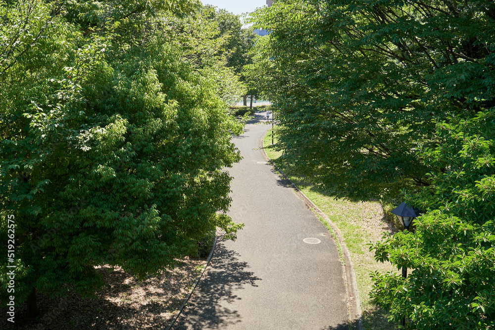 公園　道　散策