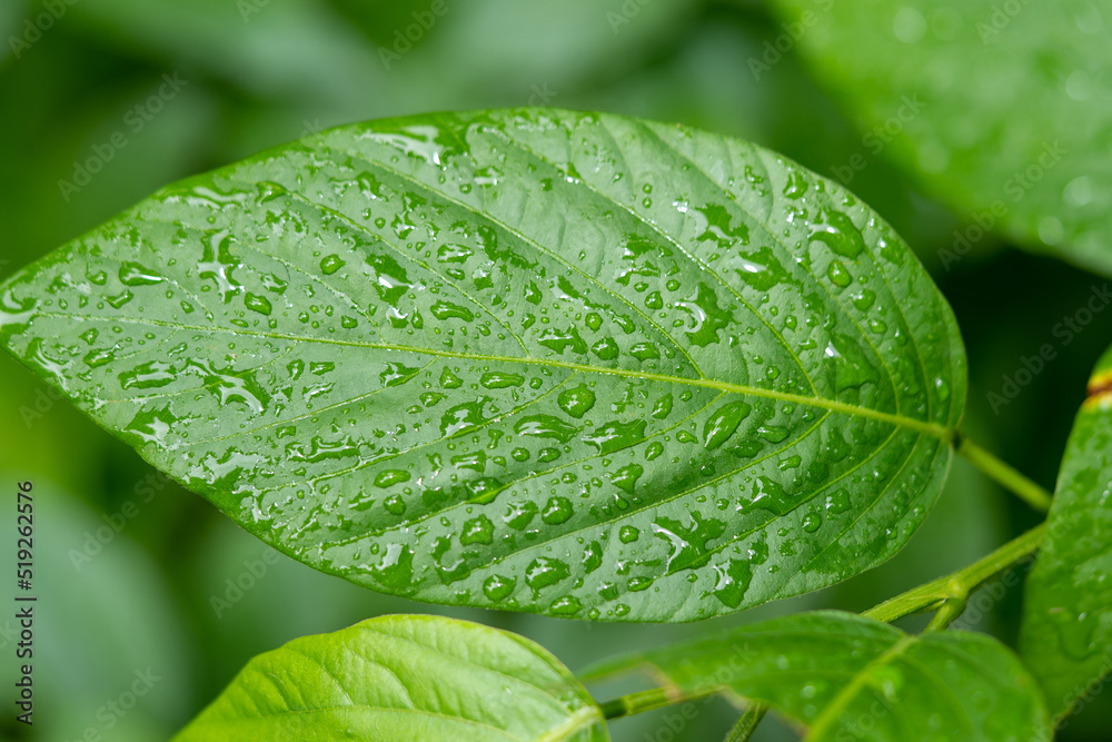 Closeup of dew drops on a green leaf
Closeup of dew drops on a green leaf