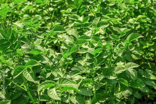 potato bushes grow on a potato farm. potato cultivation concept. green potato leaves background © Iryna_B