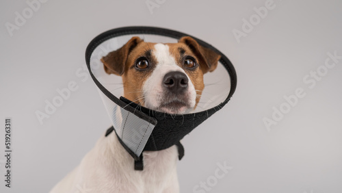 Jack Russell Terrier dog in plastic cone after surgery.  photo
