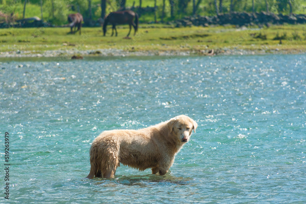 Brownish domestic dogs in the water in Pahalgam, Kashmir, India. Brownish domestic dogs in the water in Pahalgam, Kashmir, India.