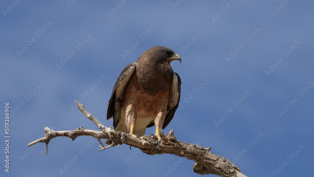 Swainson's Hawk perched in a tree screaming in slow motion trying to evade predators as it protects its young. Swainson's Hawk perched in a tree screaming in slow motion trying to evade predators as it protects its young.