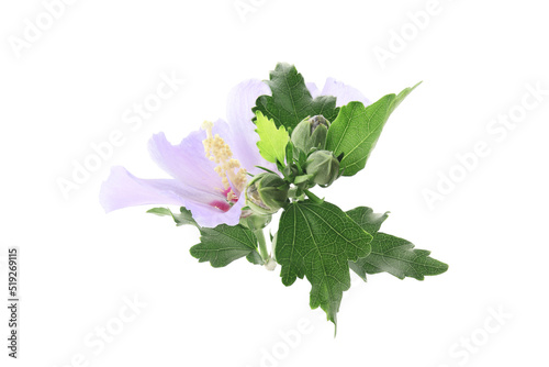 light purple flower of Hibiscus syriacus on a white background