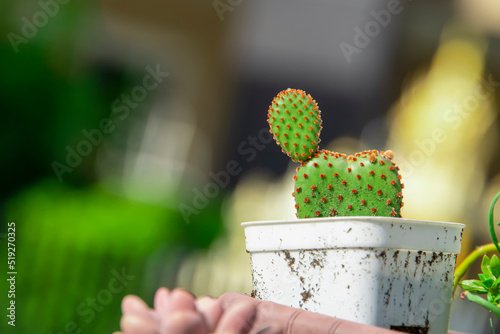 Potted cactus covered with a lot of dust.