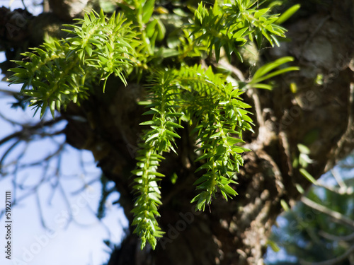 This is a Huperzia plant that grows on the trunk of a tree.
