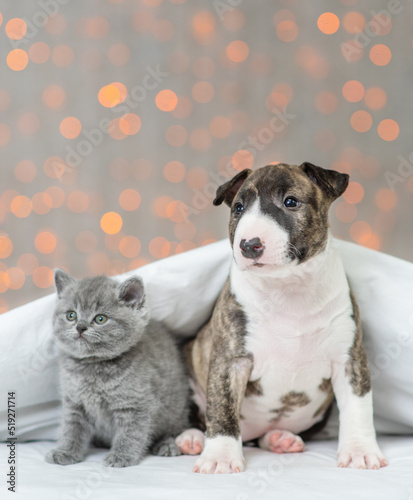 A mini bull terrier puppy sitting under a blanket against the backdrop of lights and hugging a kitten.