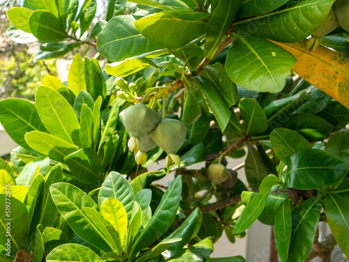 Close-up. Bright green tropical plant with large fruit in Sri Lanka