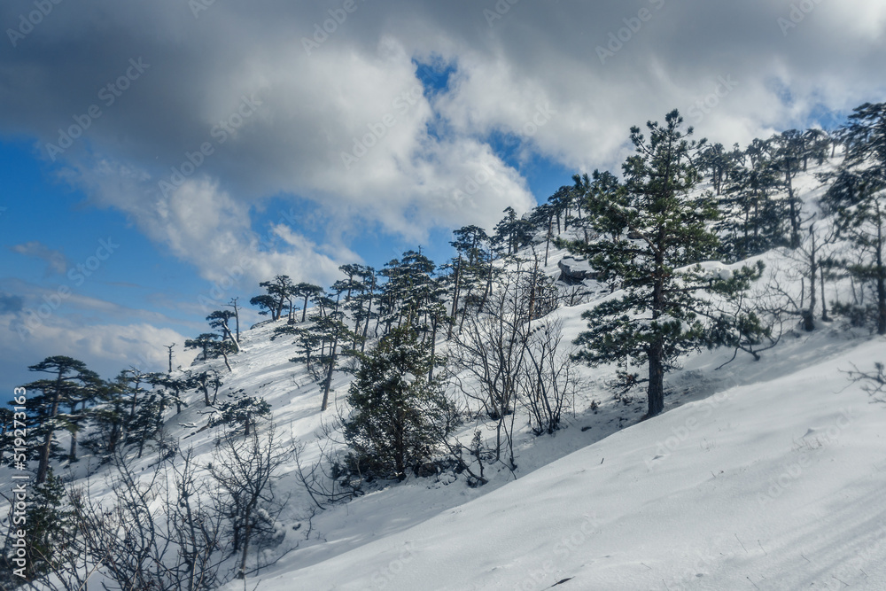 Fototapeta premium Snow covered forest on hillside of mountain Ai-Petri after blizzard. Crimea