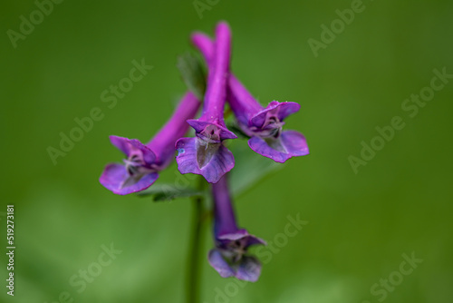 Corydalis solida flower growing in meadow  close up 