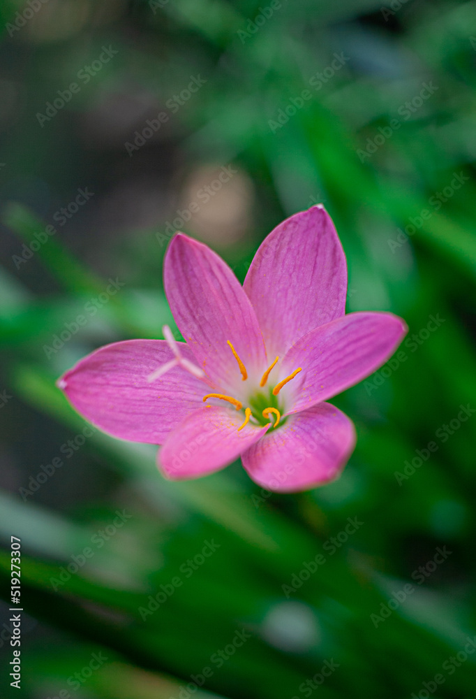 Flores, plantas, petalos, hoja, hojas, rosado, verde, naturaleza, jardin, bello, hermoso, lindo, natural, macro, primer plano, luz, primavera. Flores, plantas, petalos, hoja, hojas, rosado, verde, naturaleza, jardin, bello, hermoso, lindo, natural, macro, primer plano, luz, primavera.
