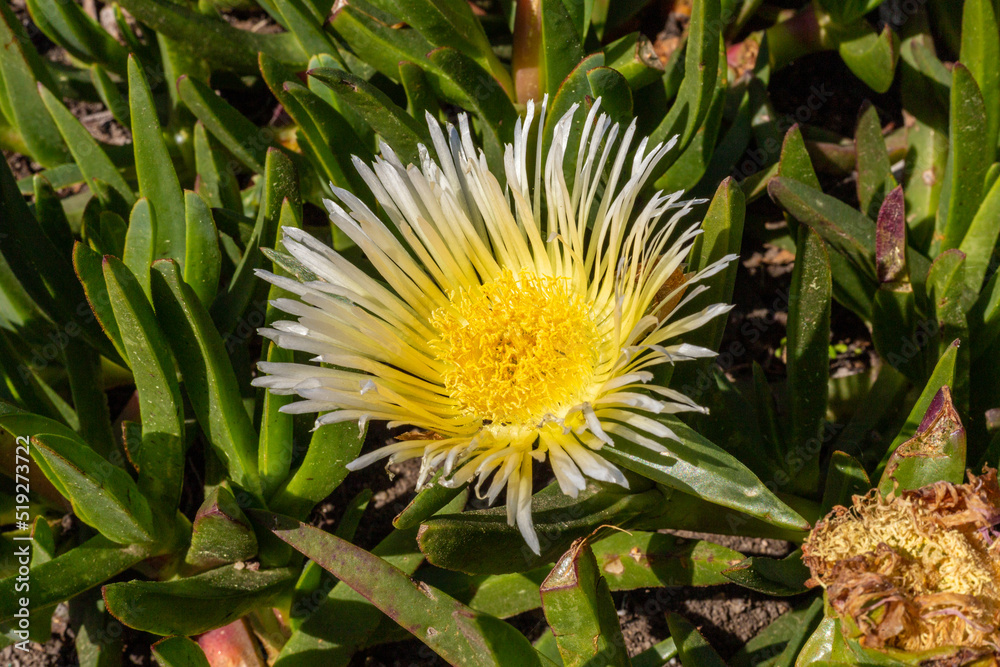 Carpobrotus edulis yellow plant close up Carpobrotus edulis yellow plant close up