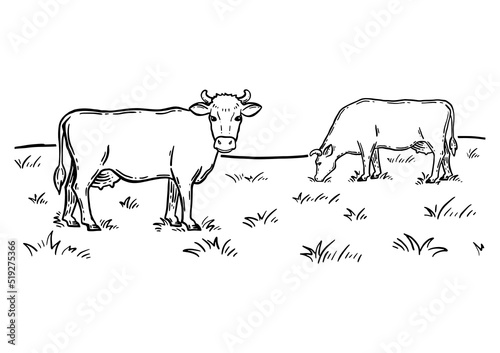 Coloring book. Rural landscape. Cows graze in the meadow. Hand drawn sketch. Vintage style. Black and white vector illustration isolated on white background.