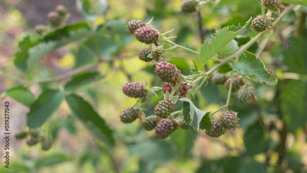 Blackberry plantation in mid-summer. The fruits begin to ripen Blackberry plantation in mid-summer. The fruits begin to ripen