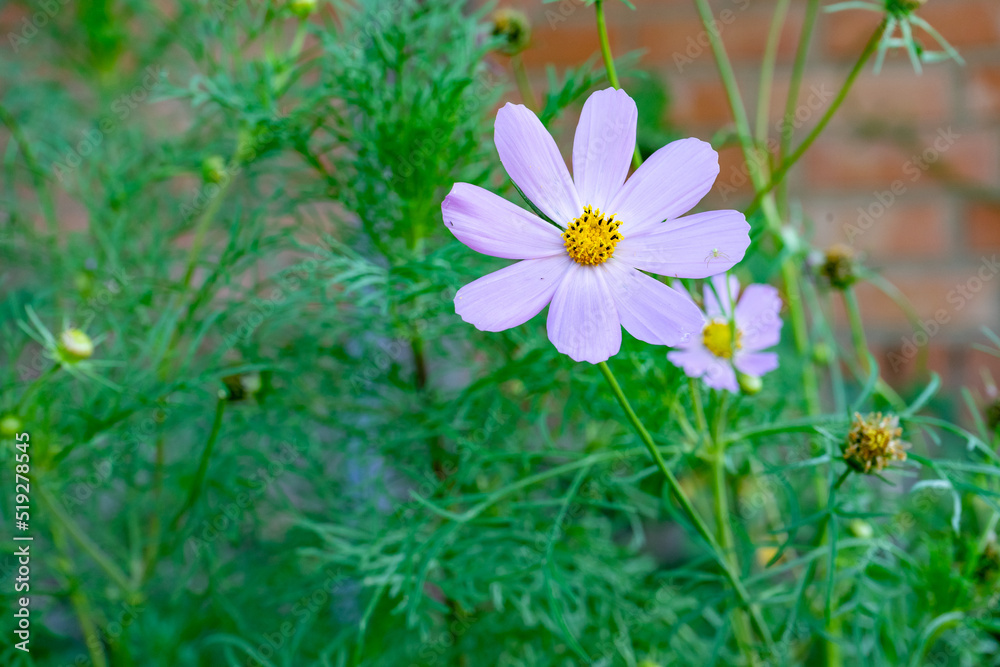 Cosmos flower in summer garden. Decorative White Blossom Of The Cosmos Bipinnatus, Cosmea Bipinnata, Bidens Formosa, Mexican Aster Cosmos flower in summer garden. Decorative White Blossom Of The Cosmos Bipinnatus, Cosmea Bipinnata, Bidens Formosa, Mexican Aster
