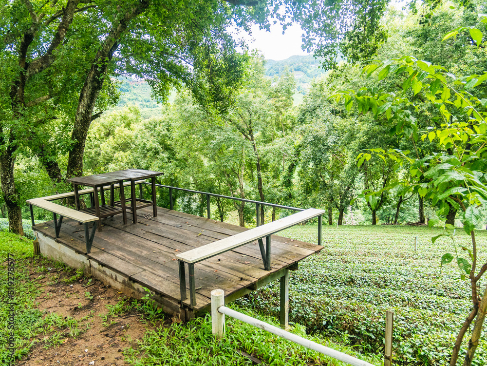 Green tea plantation in Thailand. Green tea plantation in Thailand.
