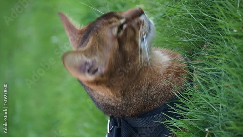 Close-up portrait of brown cute domestic abyssinian cat on green grass in a park photo