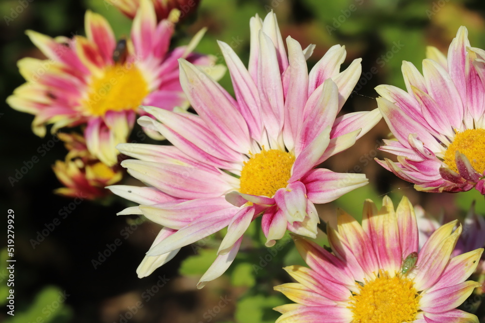 Fototapeta premium 秋の日本の公園に咲くピンクと黄色の複色のスプレーギクの花