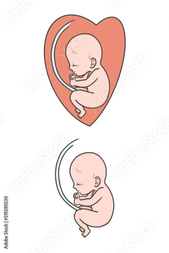 へその緒のついた胎児のイラスト