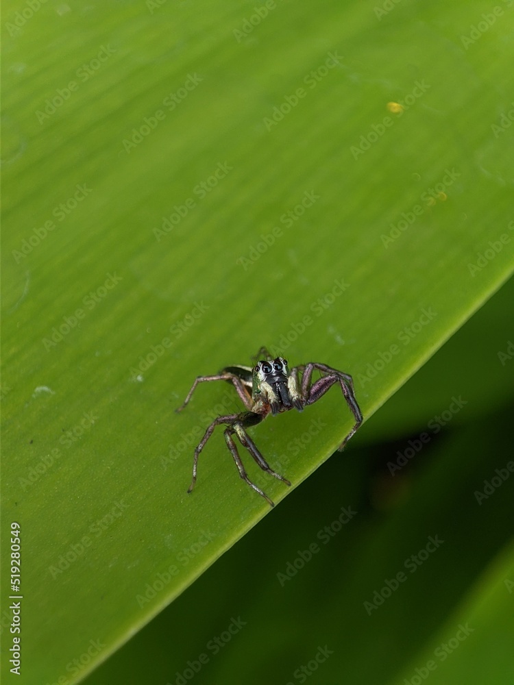 Jump spider on leaf Jump spider on leaf