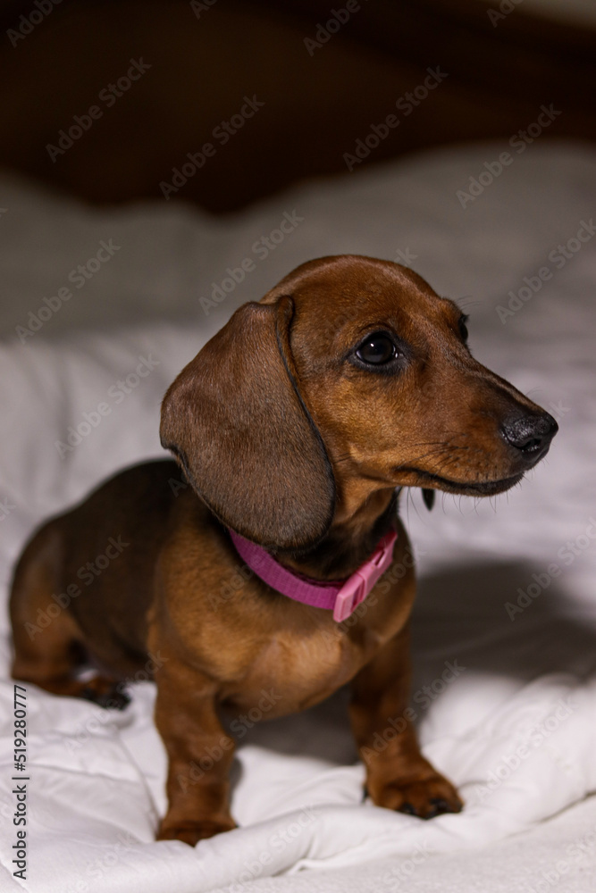 adorable brown dachshund puppy with pink collar playing happily and sleeping on the white bedspread of the apartment bed adorable brown dachshund puppy with pink collar playing happily and sleeping on the white bedspread of the apartment bed