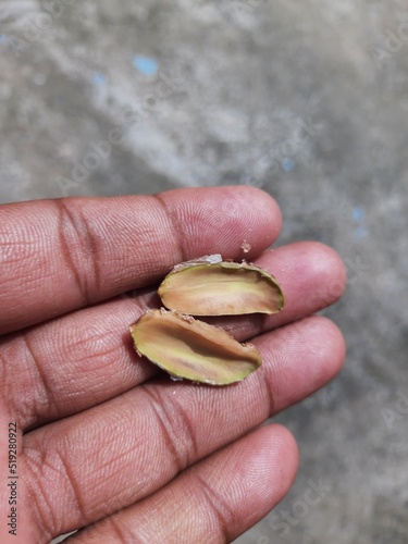 Madhuca Longifolia fruit seed. Oil is extracted from it. Its other names madhuka, mahuwa, mahua, mahwa, mohulo, Iluppai, vippa chettu. Indian tropical tree seeds. 
