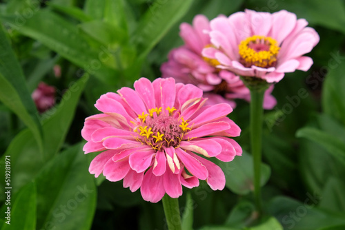 Zinnia elegans  Super Yoga Rose  in flower.