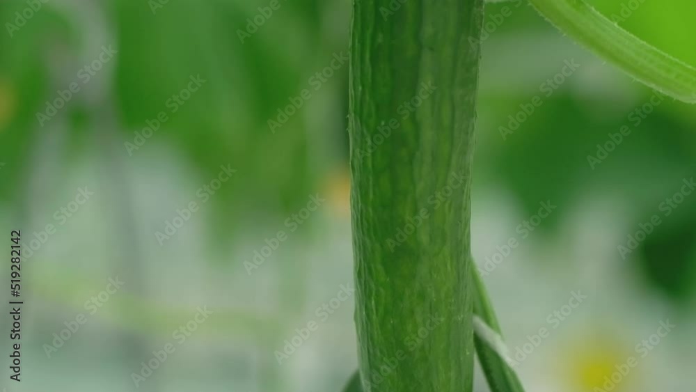 Greenhouse with fresh ripe cucumber. Organic food and vegetables. Healthy eating. Hydroponics in agribusiness. Growing cucumbers in a greenhouse using drip irrigation. Smooth camera movement Greenhouse with fresh ripe cucumber. Organic food and vegetables. Healthy eating. Hydroponics in agribusiness. Growing cucumbers in a greenhouse using drip irrigation. Smooth camera movement