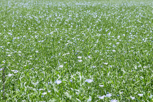 Field of flax in blossom, green grass with blue flowers, blooming agricultural plant. Linen grasses growing farmland, cultivated land. Nature summer green meadow background, growth flax.