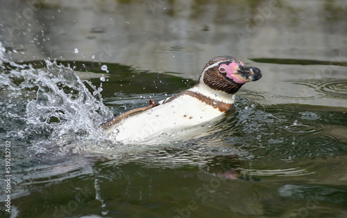 Humbolt penguin doing a backstroke in the enclosure of Marwell zoo, England. photo