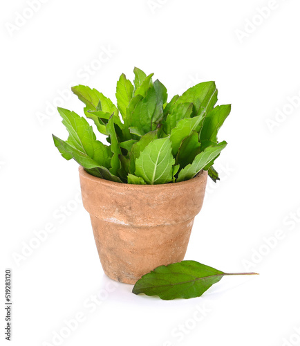 Basil leaves isolated on white background