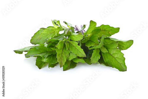 Basil leaves isolated on white background