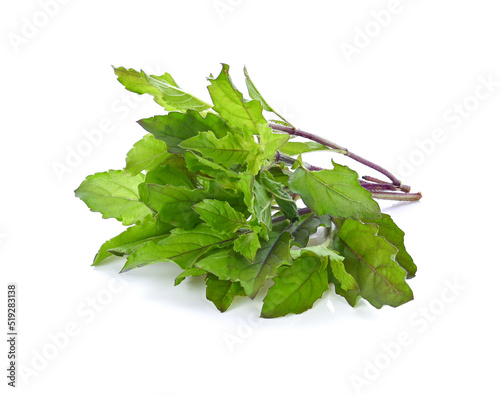 Basil leaves isolated on white background